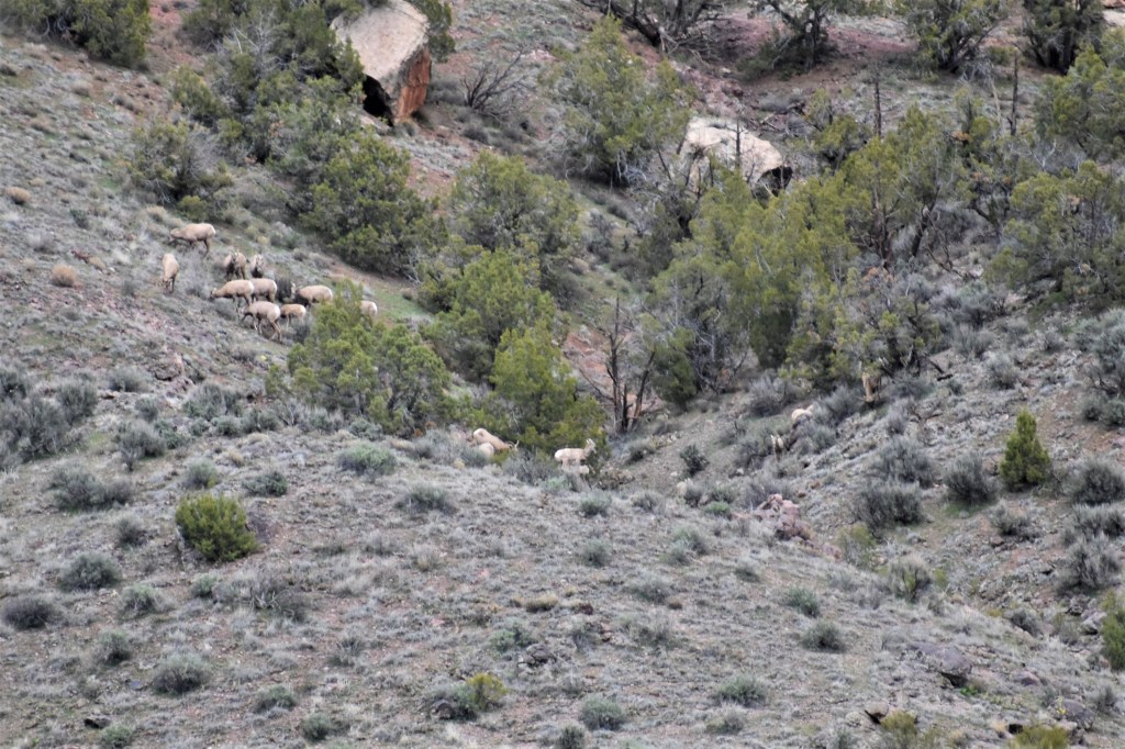 bighorn sheep in Colorado National Monument