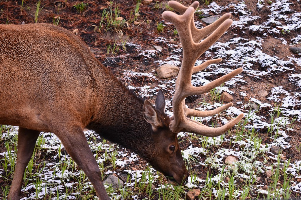 Elk in Rocky Mountain National Park