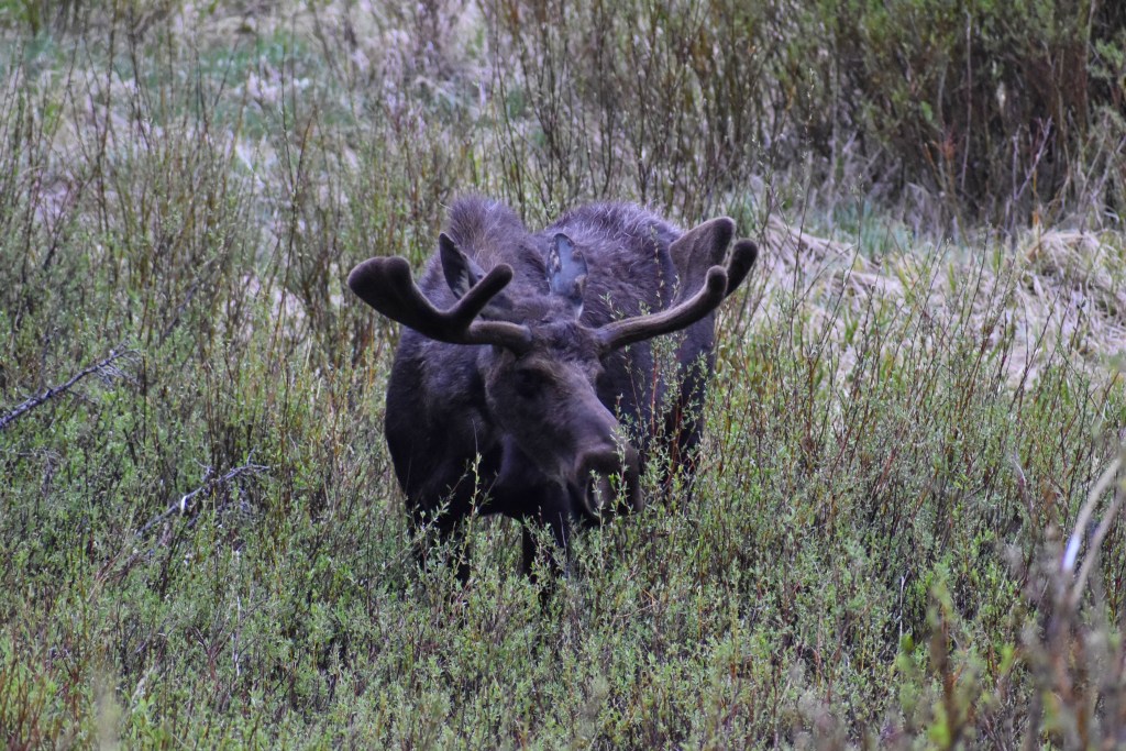 Moose in Rocky Mountain National Park